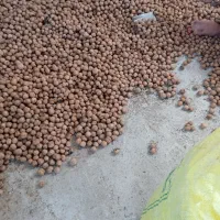 گردو اصل تویسرکان