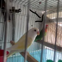 طوطی برزیلی مولد|پرنده|تاکستان, |دیوار