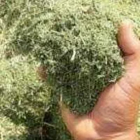 یونجه درجه 1