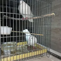 کبوتر فروشی