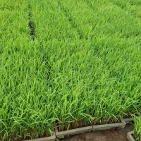 توم هاشمی (باکس نشا برنج هاشمی )