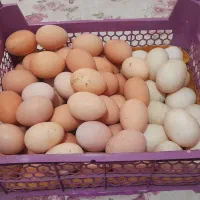 تخم مرغ محلی اردک