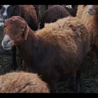 گوسفند میش و بره گله گرد