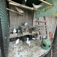 کبوتر به شرط|پرنده|دماوند, گیلاوند|دیوار