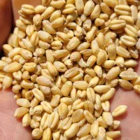 ۱۰تن گندم ابی بذری