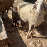 فروش  ۲ راس میش بره دار|حیوانات مزرعه|شیراز, خلیلی|دیوار