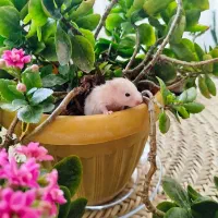 همستر سوری (عادتی)