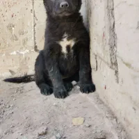 توله سگ افغان اصل