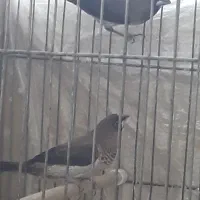 فنچ بنگالی پولک ریز اورجینال