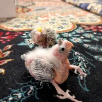 جوجه عروس هلندی|پرنده|زهک, |دیوار