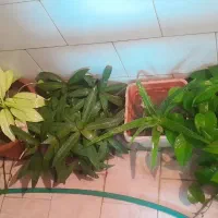 گل سوسن. سانسورها.گهواره موسی. آگلونما. پتوس|گل و گیاه طبیعی|یزد, |دیوار