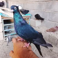 زاغ|پرنده|جیرفت, |دیوار