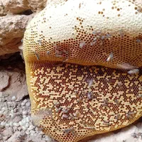 عسل کوهی وحشی اصل|خوردنی و آشامیدنی|شیراز, حجت آباد|دیوار