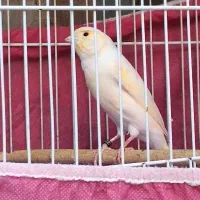 قناری نرمست بکوب