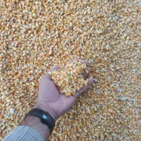 ذرت زیرقیمت بازار ب صورت عمده