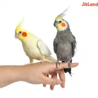 ۵ عدد عروس هلندی|پرنده|زهک, |دیوار