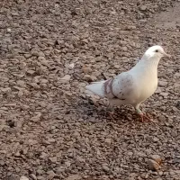 کبوتربشتی هفرنگ