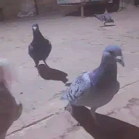 ۱۳تاکفترکاشمر بشرط|پرنده|کاشمر, |دیوار