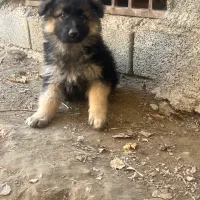 ژرمن ماده|سگ|شهریار, شهرک شاهد|دیوار