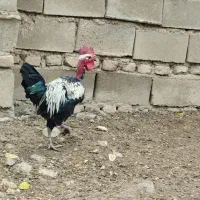 مرغ و خروس|حیوانات مزرعه|سیلاخور, |دیوار