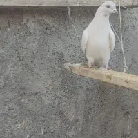 ۳جفت کفتر ساعت زده