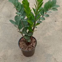 زاموفیلیا سبز