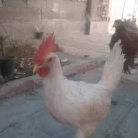 جوجه خروس سر بری|حیوانات مزرعه|شیراز, شریف‌آباد|دیوار