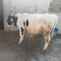 گوساله سیمینتال