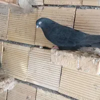 چنتا پرنده گرفتنی کله ای سرخ وسیاه هندی سبز|پرنده|بندر ماهشهر, |دیوار