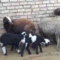 ۷تا میش بره