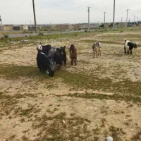 تیبز بز فروش