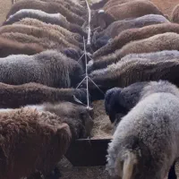 رشد سریع بره پرواری و مقاوم وشیرا شدن داشتی|حیوانات مزرعه|اصفهان, ارزنان|دیوار