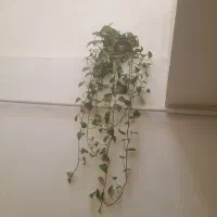 گل گندم گل گندمی|گل و گیاه طبیعی|الوند, |دیوار