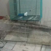 قفس