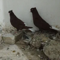 کبوتر دم سفید|پرنده|سبزوار, زینبیه|دیوار