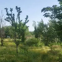 باغ|فروش دفتر صنعتی، کشاورزی، تجاری|تویسرکان, |دیوار