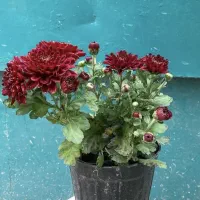 گلهای داوودی|گل و گیاه طبیعی|گرگان, |دیوار