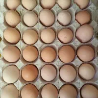 تخممرغ تازه محلی نطفهدار