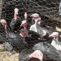 بوغلمون سیاه