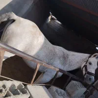 مادیان ارام  سن ۶سال همراه کره ..|اسب و تجهیزات اسب‌سواری|مه ولات, |دیوار