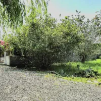 فروش فوری زمین نخری ضرر کردی *نقد و اقساط|فروش زمین و ملک کلنگی|چمستان, |دیوار