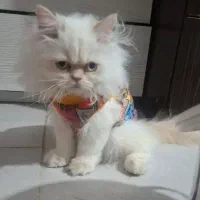 گربه پرشین اصیل|گربه|گنبد کاووس, |دیوار