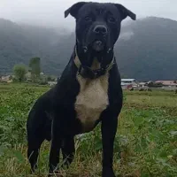 فروشی|سگ|ماسال, |دیوار