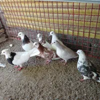 کفتر
