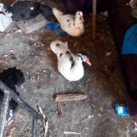 اردک اسرائیلی