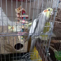 1جفت عروس هلندی  مولد و یک جفت مرغ عشق مولد