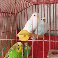 مرغ عشق