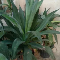 گل آگاو لاله ای (کاکتوس)