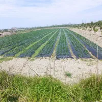 فروش-زمین-زراعی-و-گلخانه-ای