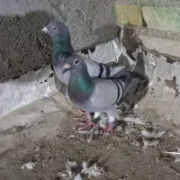 جوفت پلاکی